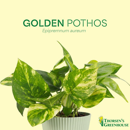 Thorsen's Greenhouse Golden Pothos, Live Indoor Vining Plant, Easy to Grow, Variegated Houseplant, Natural Air Purifier (Brushed Silver, 4-inch Pot)