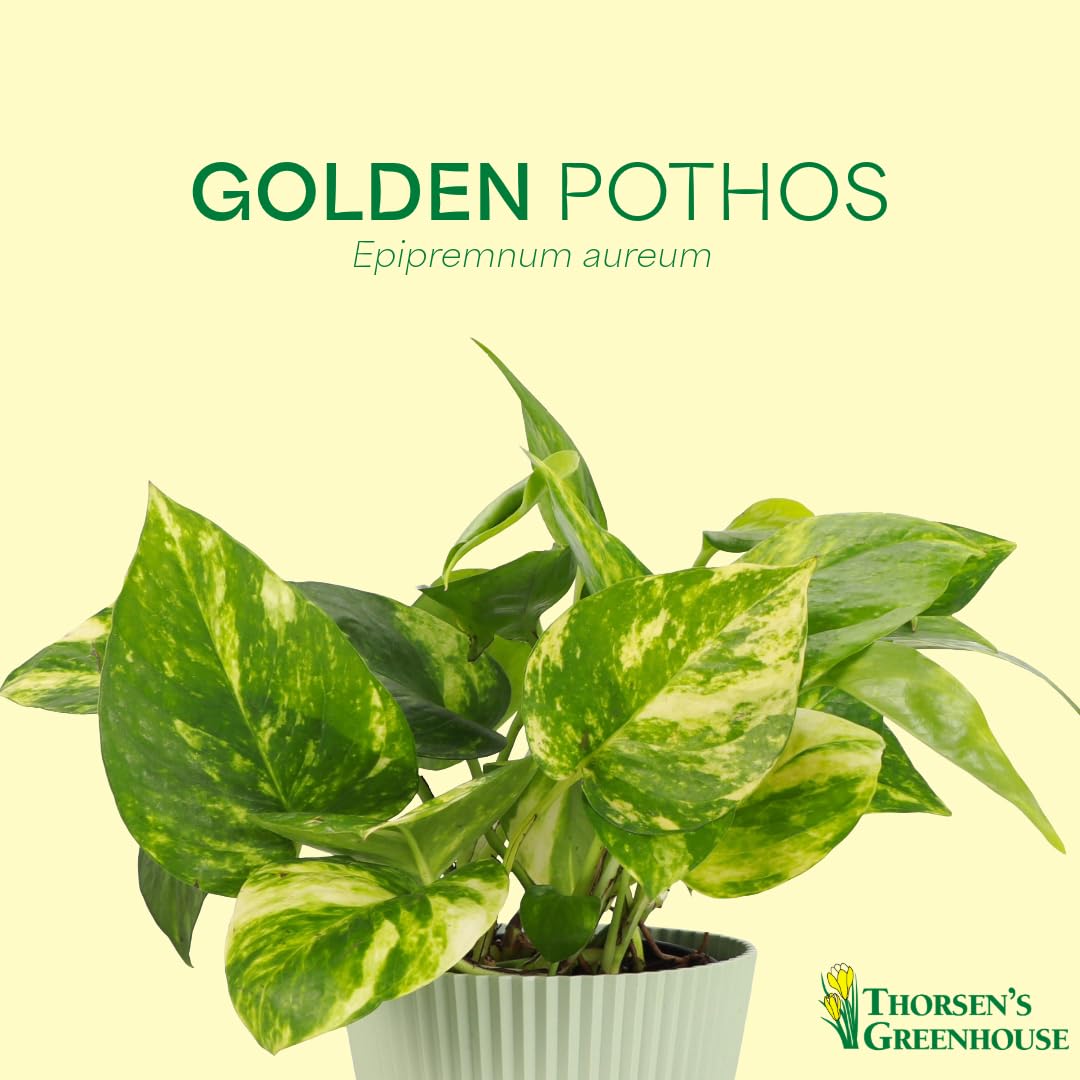 Thorsen's Greenhouse Golden Pothos, Live Indoor Vining Plant, Easy to Grow, Variegated Houseplant, Natural Air Purifier (Lavender, 4-inch Pot)
