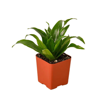 10 Pack Dracaena 'Janet Craig' in 3in Pot - Live Plants Tropical Houseplants | Variegated | USA Growers | The Snobby Leaf
