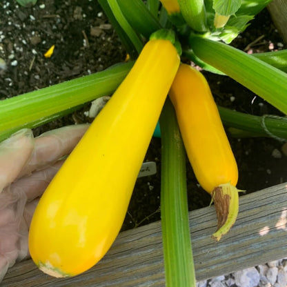 2 Yellow Zucchini Plants Seedlings, 4 to 6 Inches Tall, Squash Live Plant Vegetable Plants for Growing Outside