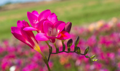 BRECK'S - Multi-Color Flowering Cool Breeze Freesia Blend Dormant Bare Root Summer Flowering Bulb Mixture, 20 Bulbs per Offer