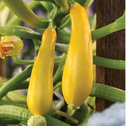 6 Yellow Squash Plants Live, 3 to 5 Inch Tall, Zucchini Plants Live, 4 Inch Pot Vegetable Plant