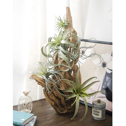 ChezMax Artificial Flocking Tillandsia Air Plants Pineapple Grass Faux Succulents Bromeliads Home Garden Decor 2Pcs 4#
