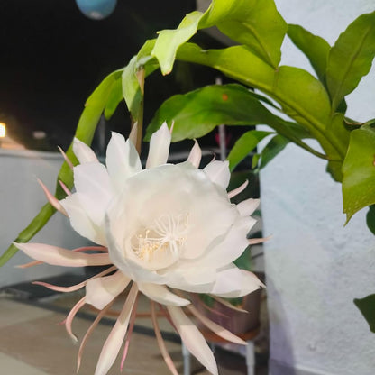 Night Blooming Cactus Plant, 4-6 Inch Tall, Fragrant White Night Blooming Cactus, 4 Inch Pot Rare Flowering Plant for Indoor and Outdoor Garden