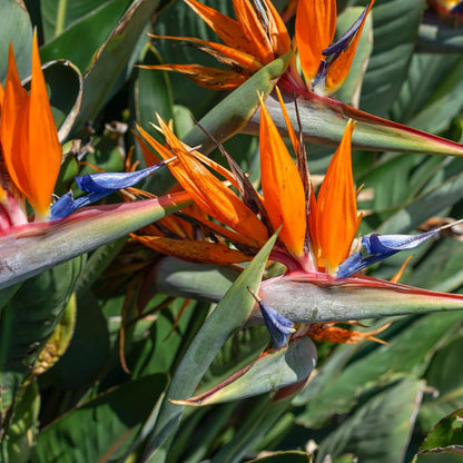 Orange Bird of Paradise Plant Live Houseplant, 5-12 Inch Tall, Ornamental Strelitzia Reginae Live Plant for Indoor Outdoor