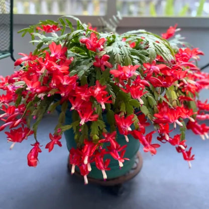 Christmas Cactus Plant Live, Holiday Cactus Live Plant, Hanging Baskets Houseplants, 4 Inc Potted (Red)