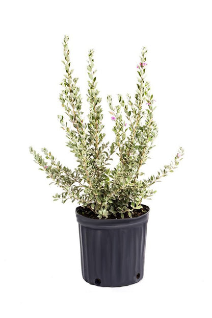 American Plant Exchange Texas Sage – 10-Inch Pot – Live Flowering Shrub with Silvery Foliage, Drought Tolerant Plant for Home, Garden, or Landscape Decor