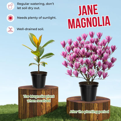 Jane Magnolia Tree Live Plant in 4-8 Inches, Fragrant Spring Blooms, Hardy Perennial Magnolia Flowers Potted Ready to Grow, Winter Dormant
