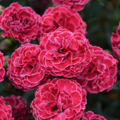 Live Plant from Green Promise Farms - PW, Dianthus Fruit Punch Raspberry Ruffles Pinks, Pink w/White Edge Flowers #1 Size Container - Does NOT Ship to AZ, CA, HI, ID, MT, NV, OR, PR, UT & WA!!!