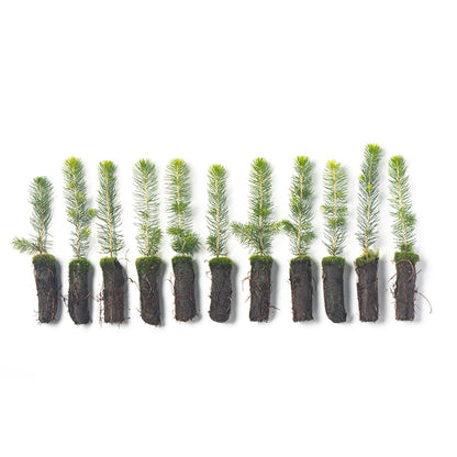 Norway Spruce Tree Seedlings Plugs | 6"-12" | Arbor Day Foundation (10-Pack)