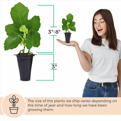 Fig Tree. Set of 4 Starter Live Plants (Collection)