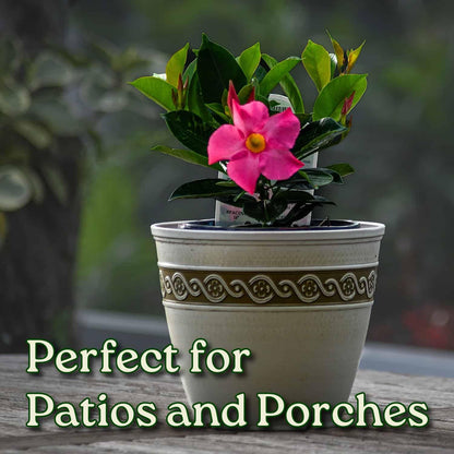 Tropical Plants of Florida Pink Dipladenia Live Plant - 1 Gallon 14 Inch Tall Tropical Flowering Bush Indoor Outdoor Patio Plant Mandevilla