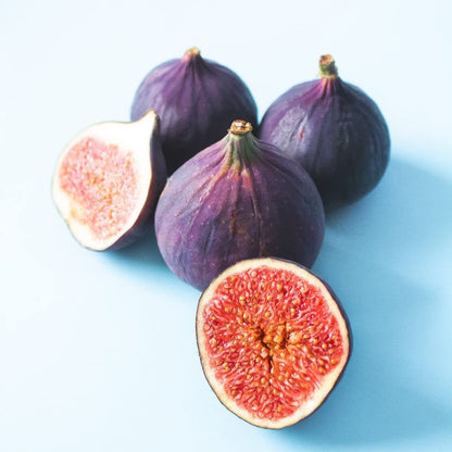 Fig Tree Violette de Bordeaux Live for Sale (4 Pack) | Easy to Grow Plants | Edible Fruit Plant for Sustainable Living | Grow Your own Food on Your Edible Organic Garden| Live for Planting| No Seeds