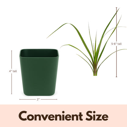 MyShelfie - Ponytail Palm (Beaucarnea Recurvata) Live Indoor House Plant in 2-Inch Pot – Low Maintenance, Air-Purifying Plant