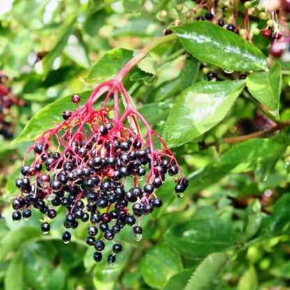 3 Black Elderberry Plants Live, 6-12 Inch Tall, American Elderberry Bush Live Plant, Sweet Elderberries Fruit