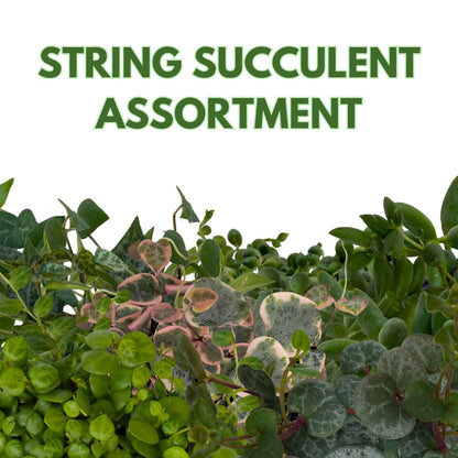 BubbleBlooms Succulent Strings Set of 3 in 2 inch pots Grower's Choice May Include Variegated String of Hearts, Turtles, Pearls, Dolphins, Frogs, or Needles