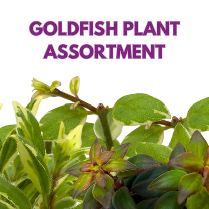 Harmony Foliage Columnea Goldfish Plant Assortment Set of 3 in a 2 inch Pot