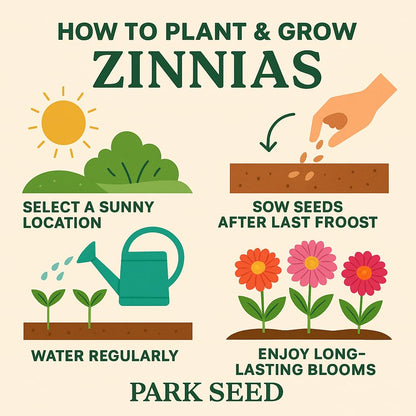 Park Seed Zinnia Flower Planting Seeds, Easy to Grow, Perfect for Spring Garden, Profusion Apricot, Pack of 25