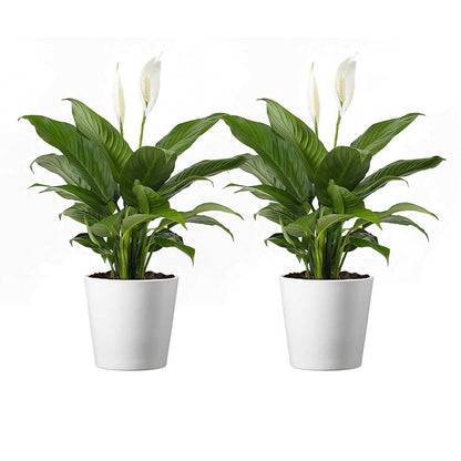 American Plant Exchange Spathiphyllum Peace Lily Live Plant, Indoor Flowering Houseplants, 4-Inch Pots, 2 Pack, Pot Covers, Easy Care, Low Light, Perfect for Housewarming, Sympathy, or Party Gifts