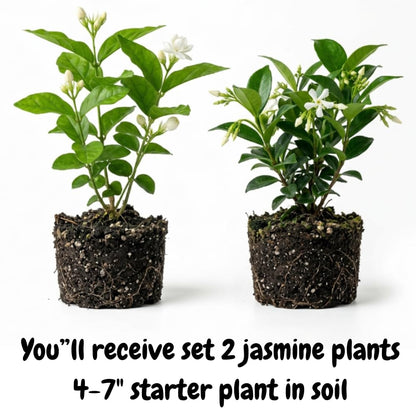 2 Mix Jasmine Plants Live, 4-7" Tall Jasmine Plant Outdoors Indoors Garden, Fragrant White Flowers Plants for Planting, Well Rooted, No Pot