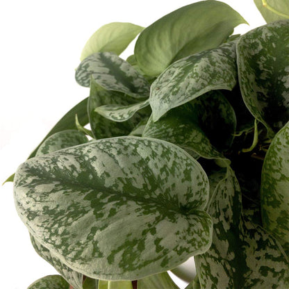 American Plant Exchange Silver Splash Pothos – Live 6-Inch Potted Satin Pothos Vine, Easy-Care Air Purifying Houseplant, Fast-Growing Indoor Plant for Home, Office & Modern Tropical Indoor Décor