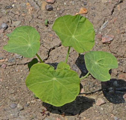 Climbing Single Mix Nasturtium Seeds - Great on Fences
