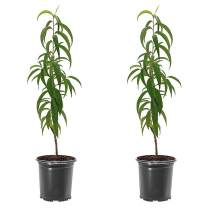 June Red Peach Tree, Self-Pollinating, Pink Flowering, Deciduous, 1 gal Nursery Pot, 1-2 ft Tree Height (Due to Agricultural Laws, we Cannot Ship to CA, AZ, AK, or HI), 2 Trees
