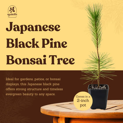 My Shelfie - Japanese Black Pine Bonsai Tree, Tall Bonsai Tree Live, Live Plants for Outdoor or Indoor Garden, 2-Inch Pot