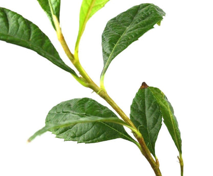 Loquat Tree Sweet Yellow Plum Live Starter Plant Plug 4-7 Inches Tall Easy-to-Grow Grown from Seeds 7-12 Months Old Ready to Plant Indoor/Outdoor