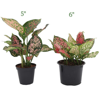 American Plant Exchange Aglaonema Chinese Evergreen, Hot Pink Wishes – 6-Inch Pot – Live Plant with Bright Foliage, Valentines Day Gift, Easy Care Houseplant for Home & Office Decor