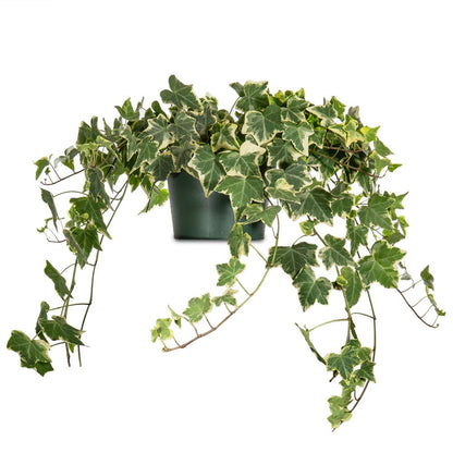 PERFECT PLANTS Variegated English Ivy | Hedera Helix Variegata' | Easy Care Houseplant | Perfect for Moderate to Bright Light Conditions, 6 in Grower's Pot, | Air Purifying
