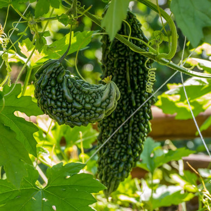40 Bitter Gourd Seeds for Planting, High-Germination Indian Bitter Melon, Non-GMO Seeds for Home & Garden, Ideal for Outdoor Growing