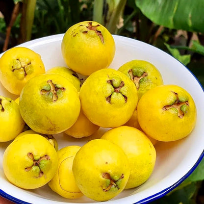 Strawberry Guava Tree Tropical Fruit Tree (Psidium littorale VAR. lucidum) 2'-3’ feet
