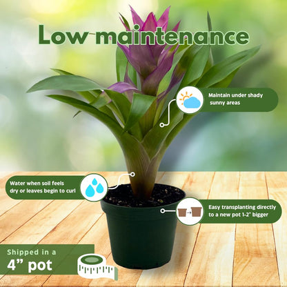 BubbleBlooms Purple Bromeliad in a 4 inch Pot Guzmania monostachia West Indian Tufted Airplant
