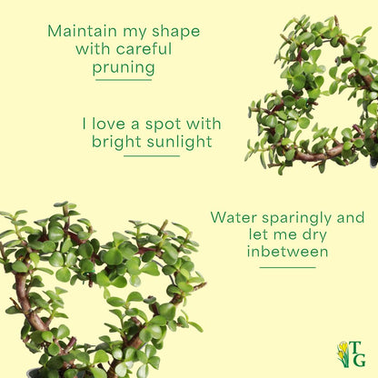 Thorsen's Greenhouse, Heart-Shaped Jade Bonsai Plant, Live Indoor Plant, Gift, Succulent Plant, 4-inch Diameter Pot (Lavender)