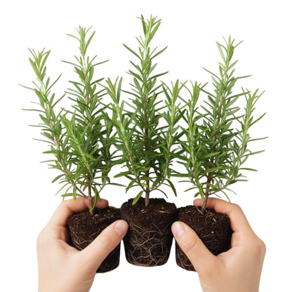 Rosemary Plants Live, Herb Plant, 4 Inc to 7 Inc Tall, Set 3 Plants