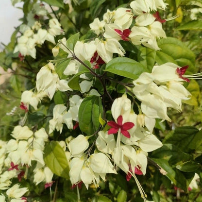 Set 3 White Bleeding Heart Plants Live 4-6 Inch Tall, White Clerodendrum Plant, Bleeding Heart Flowering Vine Plants, Blooming Flowering Vine for Garden Planting
