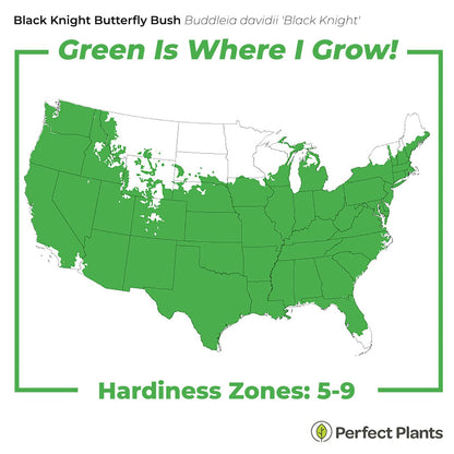 Perfect Plants Black Knight Butterfly Shrub 1 Gallon | Live Bush for Outdoor Planting | Attracting Pollinators Like Butterflies, Bees, and Hummingbirds | Beautiful Dark Purple Flowers in Summer