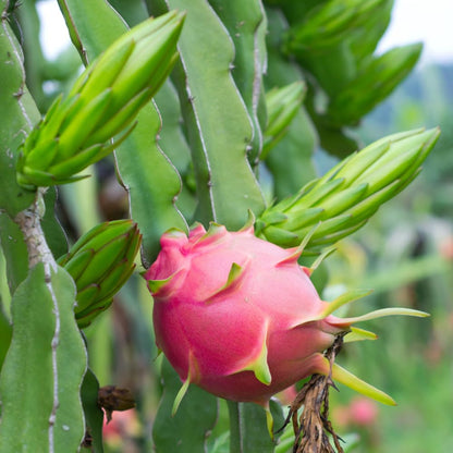 Dragon Fruit Plant Live in 3 Gallon Pot, Tropical Dragon Fruit Vine Plant, Sweet Fruits Plants for Outdoor Planting