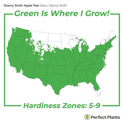 Perfect Plants Granny Smith Apple Tree 4-5ft Tall | Live Fruit Trees for Outdoor Planting | Fresh Apples for Eating, Canning, & Dehydrating | Sweet & Tasty Green Fruits Ripen in Fall