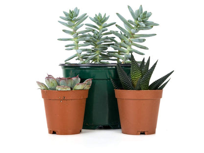 Josh's Frogs Desert Plant Kits for Arid Bioactive Terrariums (Extra Small)