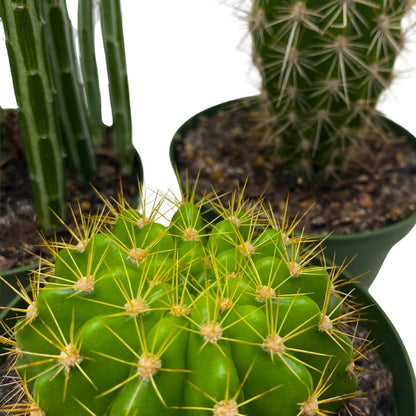 BubbleBlooms Cactus Assortment, 4 inch Set of 3, Best-Sellers Most Popular Cacti Variety
