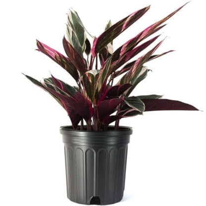 American Plant Exchange Stromanthe Triostar – 10-Inch Pot – Live Tropical Houseplant with Pink, Green & Cream Variegated Leaves, Pet-Friendly Easy Care Plant for Indoor Jungle & Home Décor