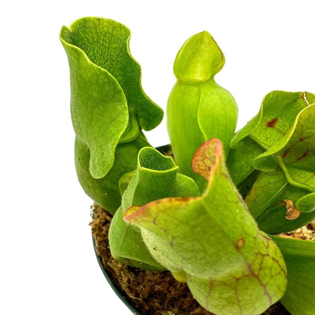 BubbleBlooms Jumbo Sweet Pitcher Plant, in a 3 Inch Pot, Carnivorous Plant, Sarracenia pitcherplant