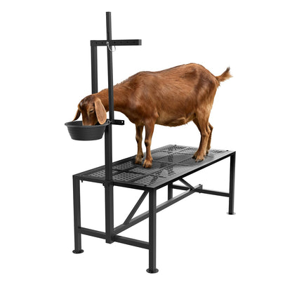 Wepepy Upgrade Goat Milk Stand with Feed Bin, 600lbs Goat Stand for Grooming & Hoof Trimming, 1mm Thick Platform & Anti-Slip Design, Goat Grooming Stand with Firm Head Lock and Adjustable Head