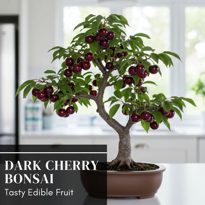 Black Cherry Bonsai Tree for Growing - 1 Year Seedling - Ready to Plant (1 Seedling)