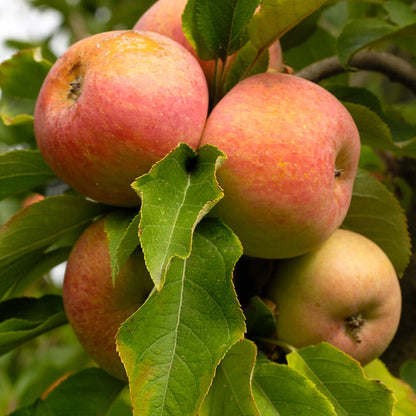Perfect Plants Gala Apple Tree 1 Gallon | Live Fruit Trees for Outdoor Planting | Fresh Apples for Eating, Canning, & Dehydrating | Sweet & Tasty Fruits Ripen in Fall