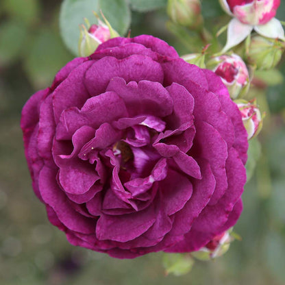Heirloom Roses Rose Plant - Twilight Zone Purple Rose Bush, Grandiflora Roses Live Plant for Planting Outdoors
