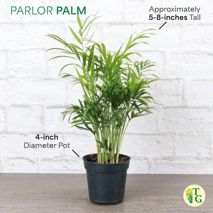 Thorsen's Greenhouse Parlor Palm Plant, Live Indoor Plant, Neanthe Bella Palm, Natural Air Purifier, Easy to Grow, Pet Safe Plant, 4-inch Diameter Pot (Natural)