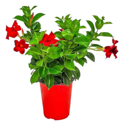 Live Dipladenia Mandevilla Plant - Red Dipladenia Bush - 14 inch Overall Height - 6 inch Planter Pot (1 Gallon) - Tropical Plants of Florida
